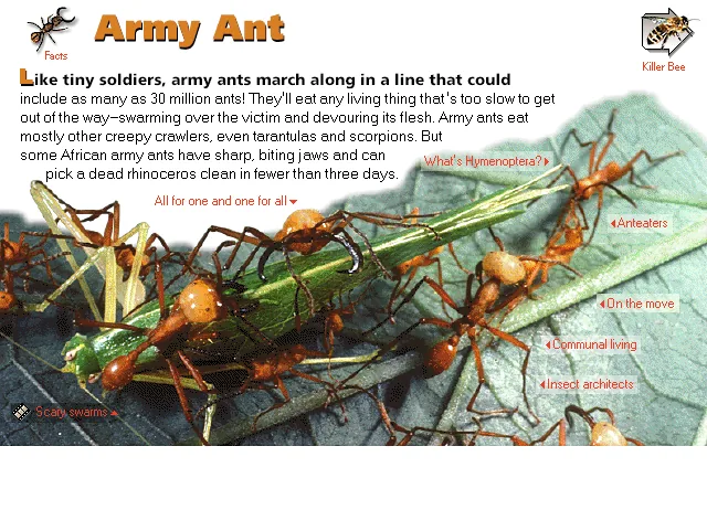 Army Ant