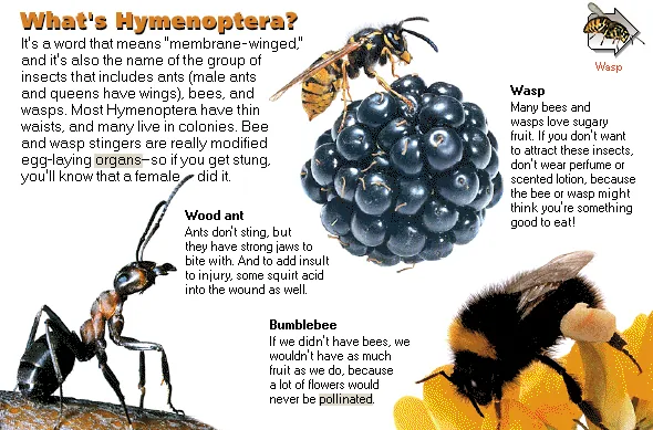 What's Hymenoptera?