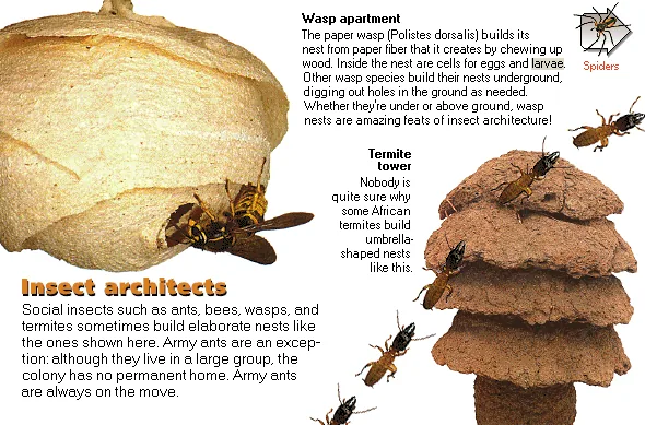 Insect architects