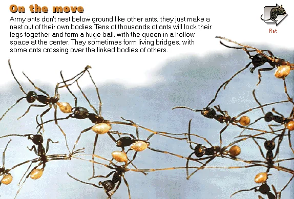On the move