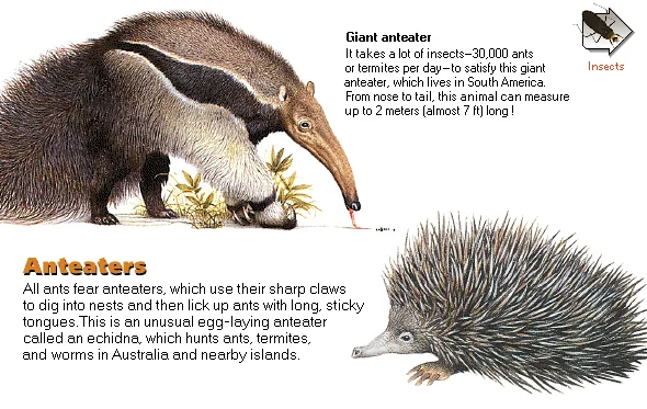 Anteaters