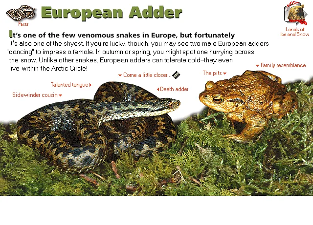 European Adder