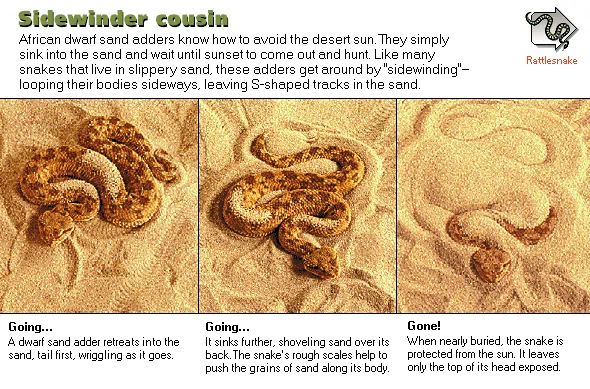Sidewinder cousin