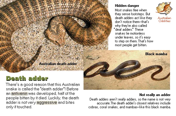 Death adder
