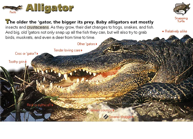 Alligator