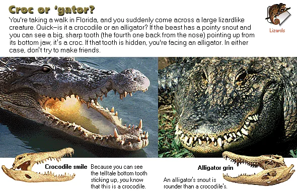 Croc or 'gator?