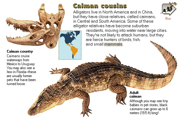 Caiman cousins