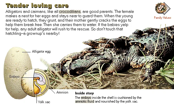 Tender loving care
