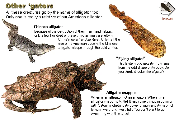 Other 'gators