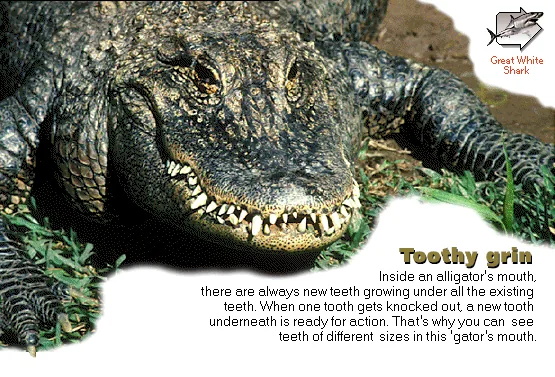 Toothy grin