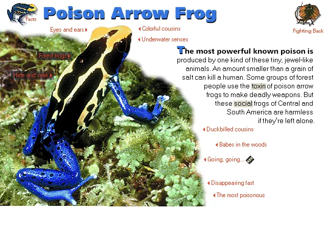 Poison Arrow Frog