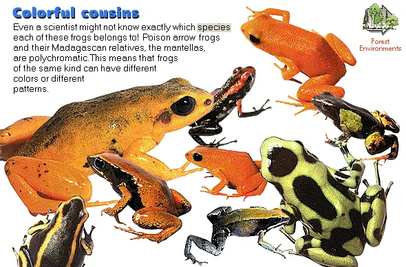Colorful cousins