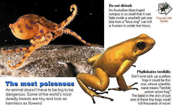 The most poisonous
