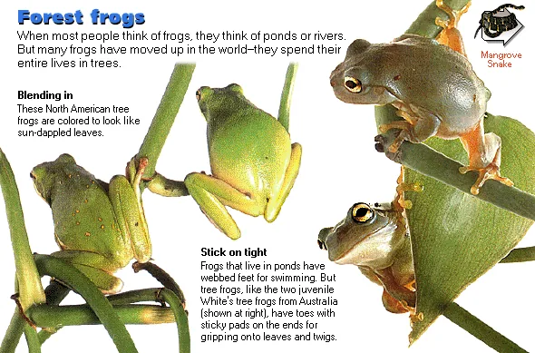 Forest frogs