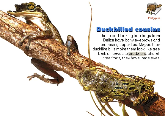Duckbilled cousins
