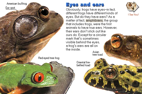 Eyes and ears