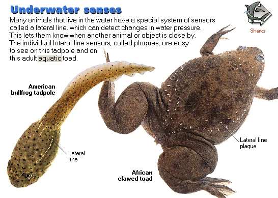Underwater senses