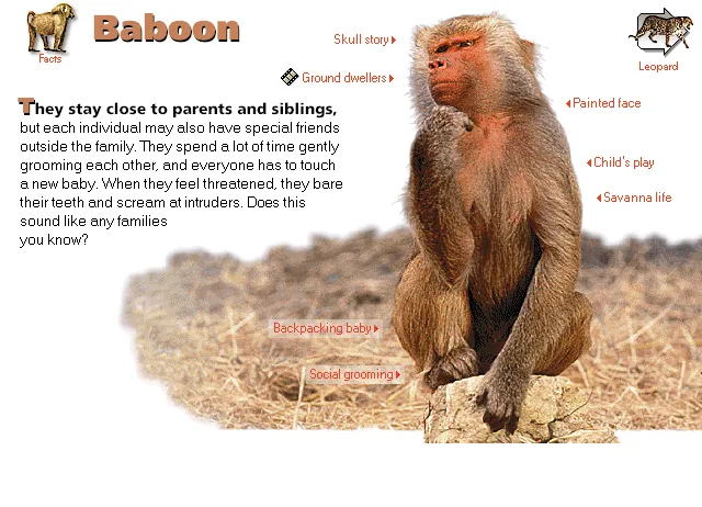 Baboon