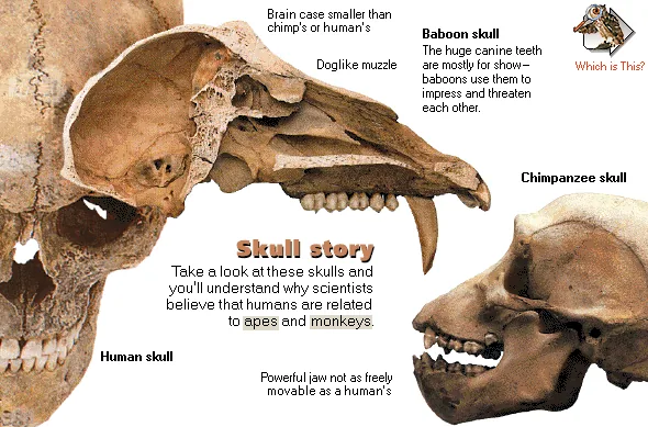 Skull story