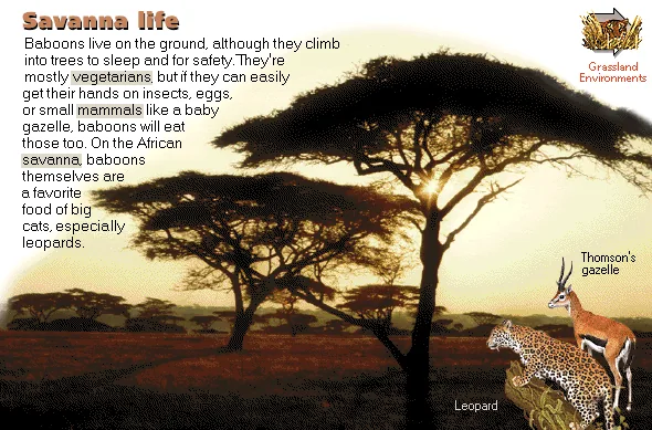 Savanna life