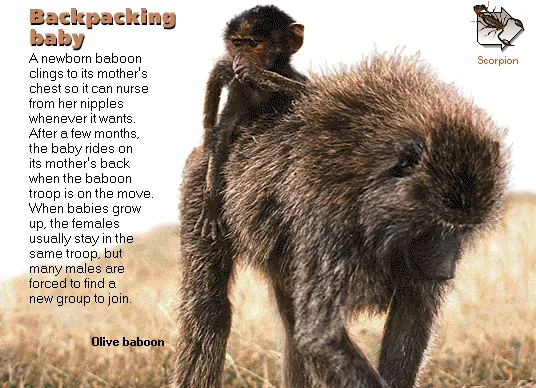 Backpacking baby