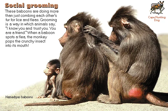 Social grooming