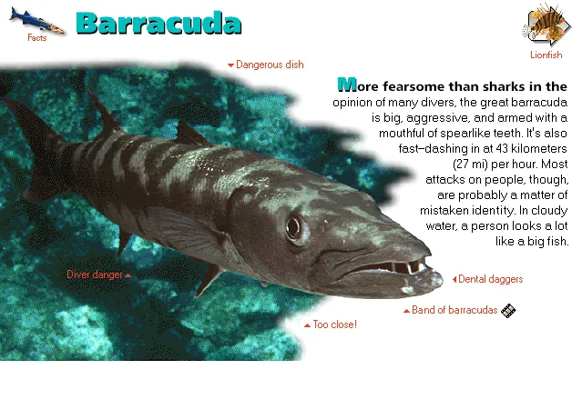 Barracuda