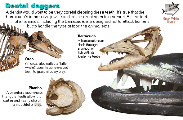 Dental daggers