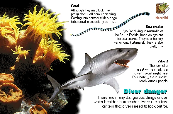 Diver danger
