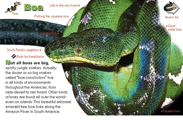 Boa