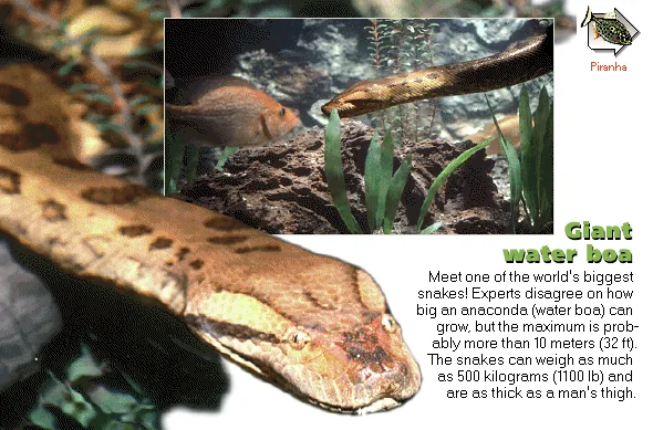 Giant water boa