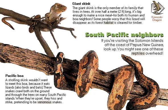 South Pacific neighbors