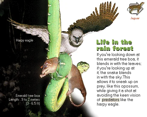 Life in the rain forest