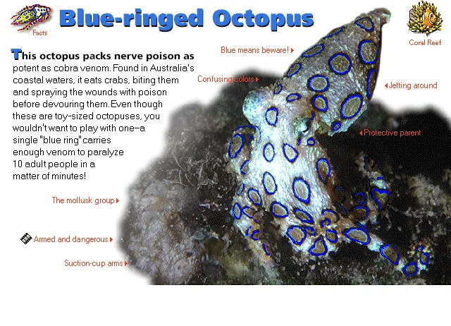 Blue-ringed Octopus