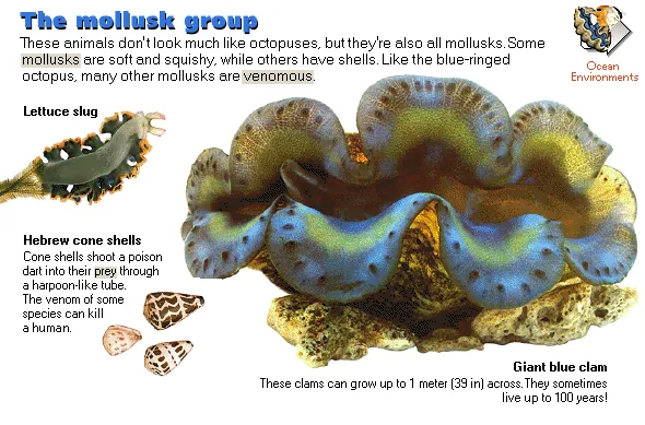 The mollusk group