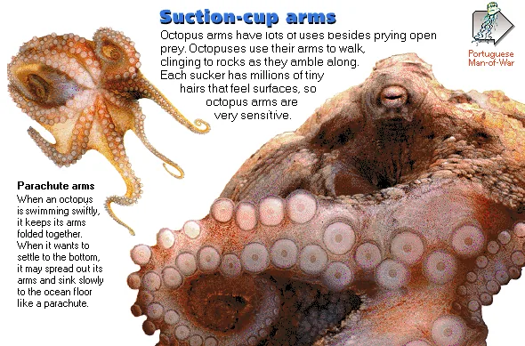 Suction-cup arms