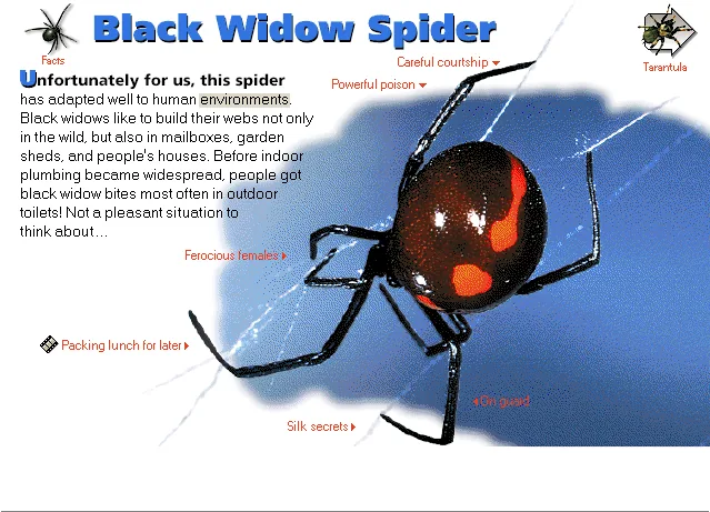 Black Widow Spider