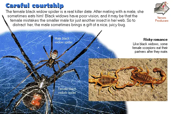 Careful courtship