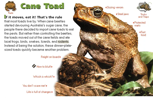 Cane Toad