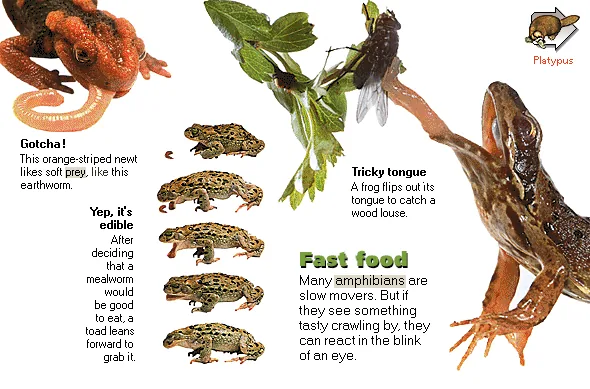 Fast food
