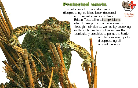 Protected warts