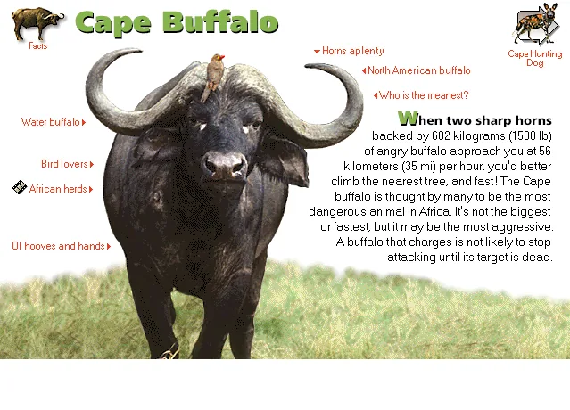 Cape Buffalo