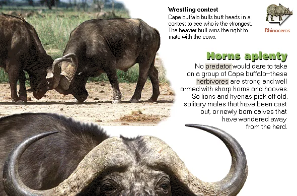 Horns aplenty