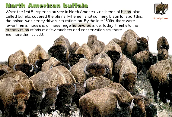 North American buffalo