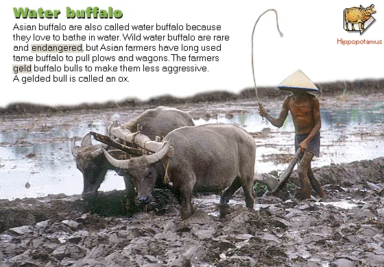 Water buffalo