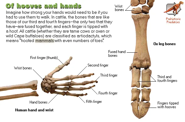 Of hooves and hands