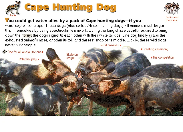 Cape Hunting Dog