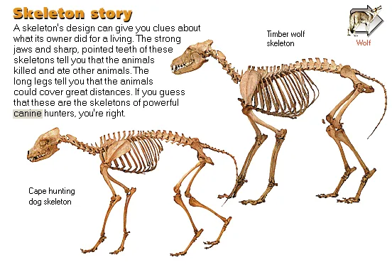 Skeleton story