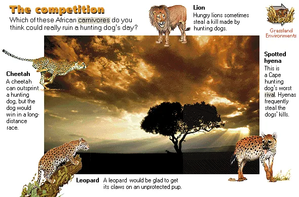 The competition
