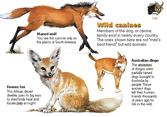 Wild canines